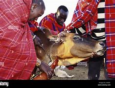 Image result for Maasai Cows