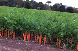 Image result for Farm Carrot Ground