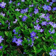 Image result for Vinca minor Marie