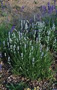 Image result for Lavandula angustifolia Edelweiss