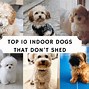 Image result for Best Small Indoor Dogs