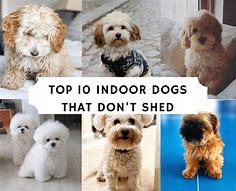 Swirlster First: Good Indoor Dogs
