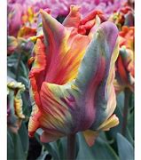 Image result for Rainbow Tulips