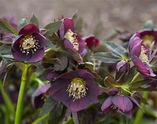 Image result for Helleborus x lemperii Lenia