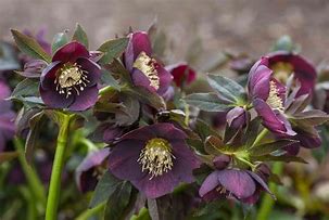 Image result for Helleborus x lemperii Leila