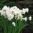 Image result for Narcissus Paperwhite Ziva