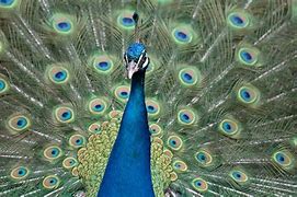 Image result for Proud as a Peacock Memes