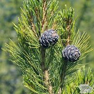 Image result for Pinus cembra Bergkönig