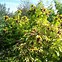 Image result for Leycesteria formosa Golden Lanterns