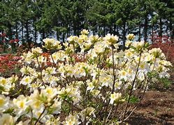 Image result for Rhododendron (AK) Persil
