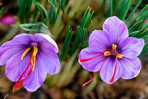 Image result for Crocus sativus