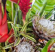 Image result for Tropical Exotic Plants