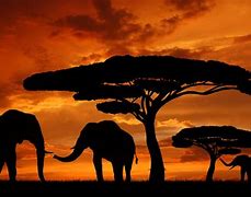 Image result for African Safari Scenery