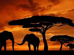 Image result for African Scenery with Pink Background