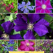 Image result for Purple Clematis Varieties