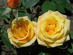 Image result for Rose Gold Fresh Flowers