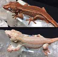 Image result for Gargoyle Gecko Toy