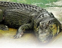 Image result for What Is the Biggest Crocodile in the World