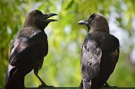 Image result for Matv Crow System