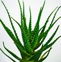 Image result for aloes