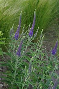 Image result for Veronica spicata Romiley Purple