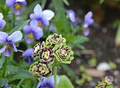 Image result for Primula auricula Sword