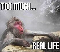 Image result for Hilarious Memes About Life