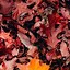Image result for iPhone 6s Fall Wallpaper