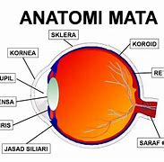 Image result for Bagian Mata Beserta Fungsinya