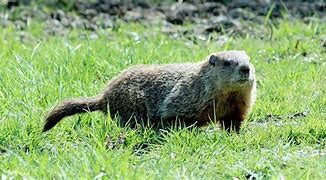 Image result for Woodchuck or Groundhog
