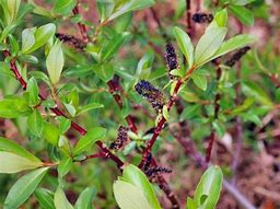 Image result for Salix gracilistyla Melanostachys