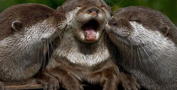 Image result for Otter Animal Wallpaper