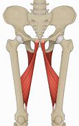 Image result for agductor
