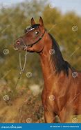 Image result for Brown Arabian Horse