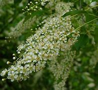 Image result for American Black Cherry Tree