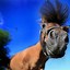 Image result for Funny Horse Backgrounds