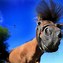 Image result for Funny Horse