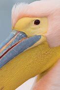 Image result for Rosy Pelican