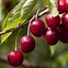 Image result for Prunus avium Sylvia