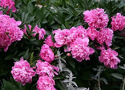 Image result for Paeonia Primevère (Lactif-SD-Group)