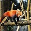 Image result for Darjeeling Zoo