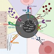 Image result for Smart Brain T-cell