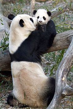 Reuzenpanda geboren in dierentuin Washington | Het Parool