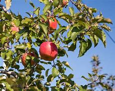 Image result for Fuji Apple Tree