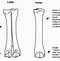 Image result for Animal Jaw Bone Identification
