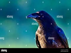 Image result for Scary Raven Bird