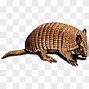 Image result for Armadillo Digging in Yard