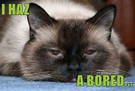 Image result for Funny Bored Cat