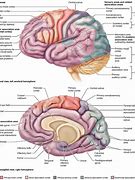 Image result for Cerebral Cortex Functional Areas