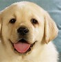 Image result for Smile Dog Wallpaper